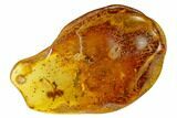 Large Fossil Ant, an Aphid and Wood Splinters in Baltic Amber #166234-3